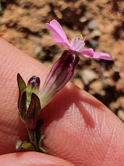 Silene diversifolia, photographed by Mehdi Chetibi