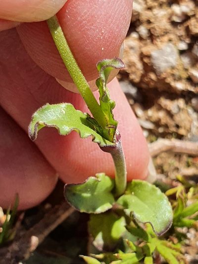 Silene diversifolia, photographed by Mehdi Chetibi