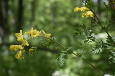 Corydalis speciosa, photographed by Repina Tatyana