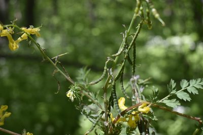 Corydalis speciosa, photographed by Repina Tatyana