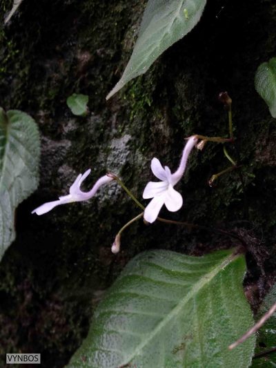 Streptocarpus prolixus, photographed by Chris Vynbos