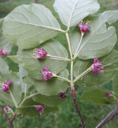 Lonicera maximowiczii, photographed by Repina Tatyana