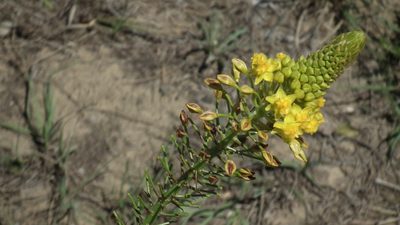 Bulbine abyssinica, photographed by Shaun Swanepoel