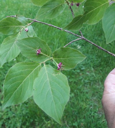 Lonicera maximowiczii, photographed by Repina Tatyana