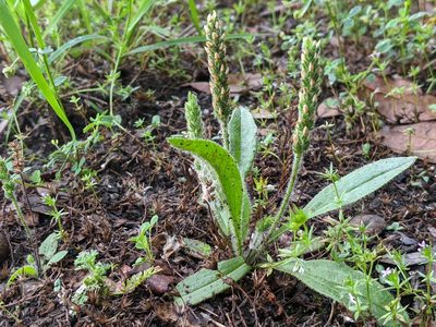 Plantago rhodosperma, photographed by Raesha Svatora