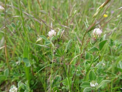 Trifolium striatum, photographed by Robert H. Wardell