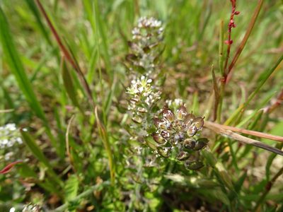Lepidium heterophyllum, photographed by Robert H. Wardell