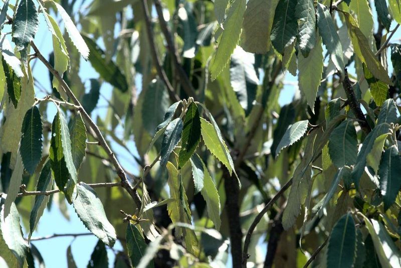 Quercus leucotrichophora, photographed by Ramnarayan K