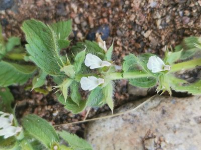 Sideritis romana, photographed by Roland Godon