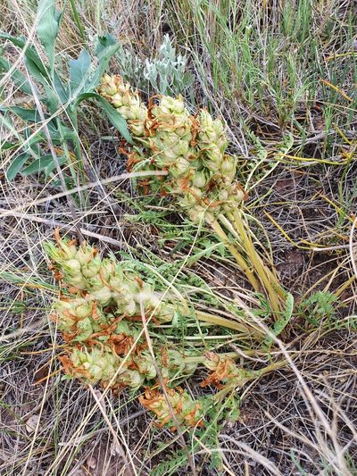 Pedicularis physocalyx, photographed by Анна Митрошенкова