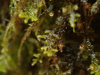 Frullania nisquallensis, photographed by Randal
