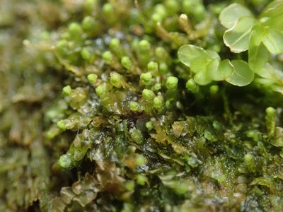 Calypogeia muelleriana, photographed by Randal