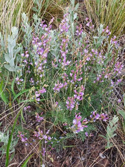 Astragalus austriacus, photographed by Анна Митрошенкова