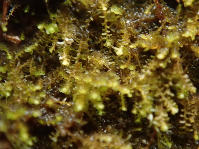 Sphenolobus minutus, photographed by Randal