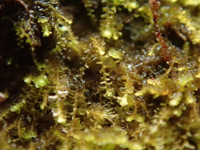 Sphenolobus minutus, photographed by Randal