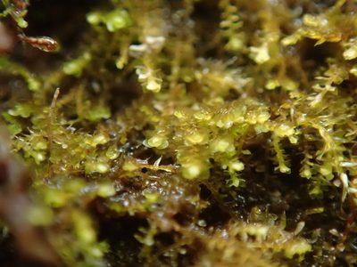 Sphenolobus minutus, photographed by Randal
