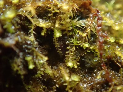 Sphenolobus minutus, photographed by Randal