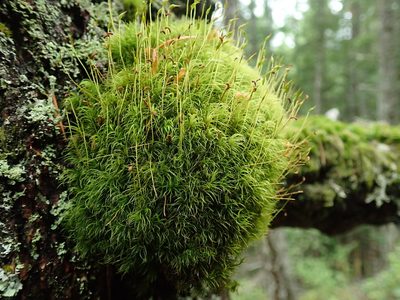 Dicranum fuscescens, photographed by Randal