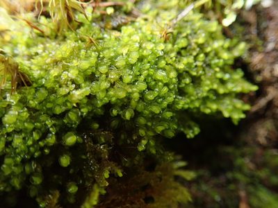 Cephaloziella turneri, photographed by Randal