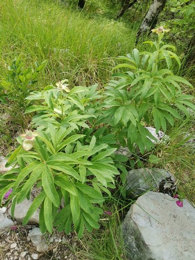 Paeonia officinalis, photographed by Ljaž