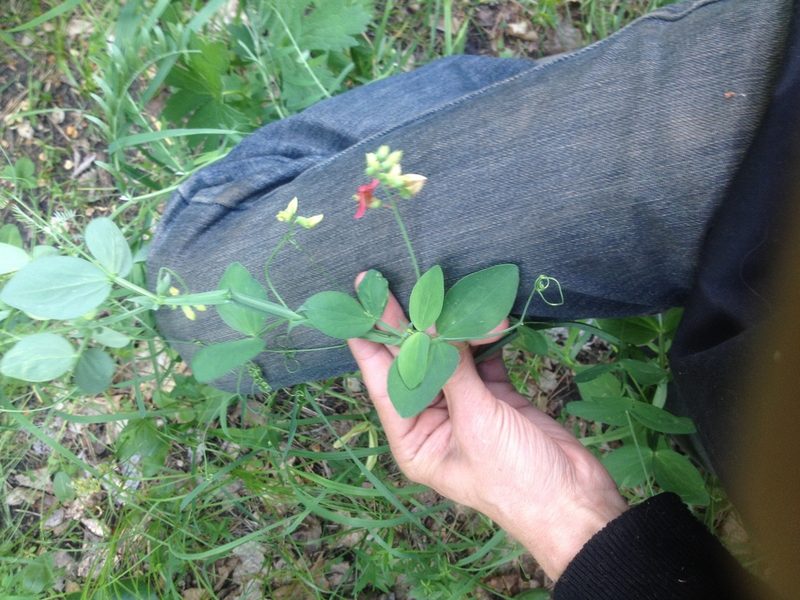 Lathyrus rotundifolius, photographed by Evgenij Samarin