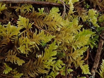 Homalothecium megaptilum, photographed by Randal