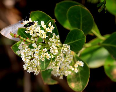Gymnosporia markwardii, photographed by Wynand Uys