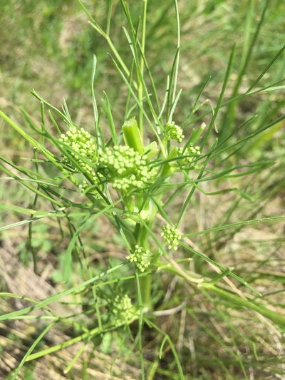 Trinia multicaulis, photographed by Елена Патерикина