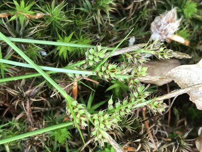 Carex pilulifera, photographed by T. Pedro Hafermann
