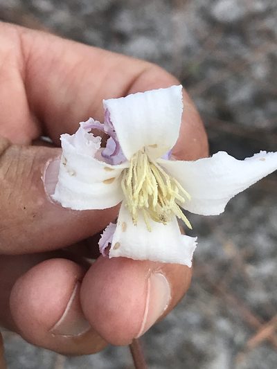 Clematis baldwinii, photographed by gcschmidt911