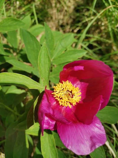 Paeonia officinalis, photographed by Ljaž