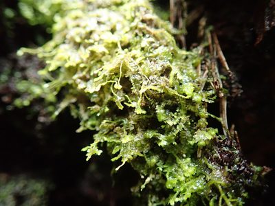 Bazzania denudata, photographed by Randal