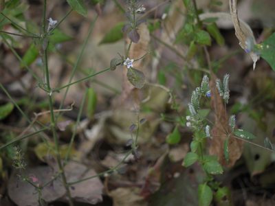 Haplanthodes tentaculata, photographed by Dinesh Valke