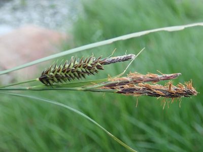 Carex lyngbyei, photographed by Randal