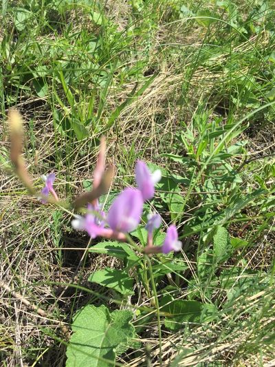 Astragalus macropus, photographed by Елена Патерикина