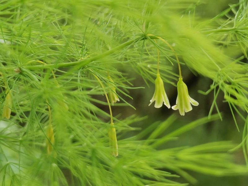 Asparagus tenuifolius, photographed by Ljaž