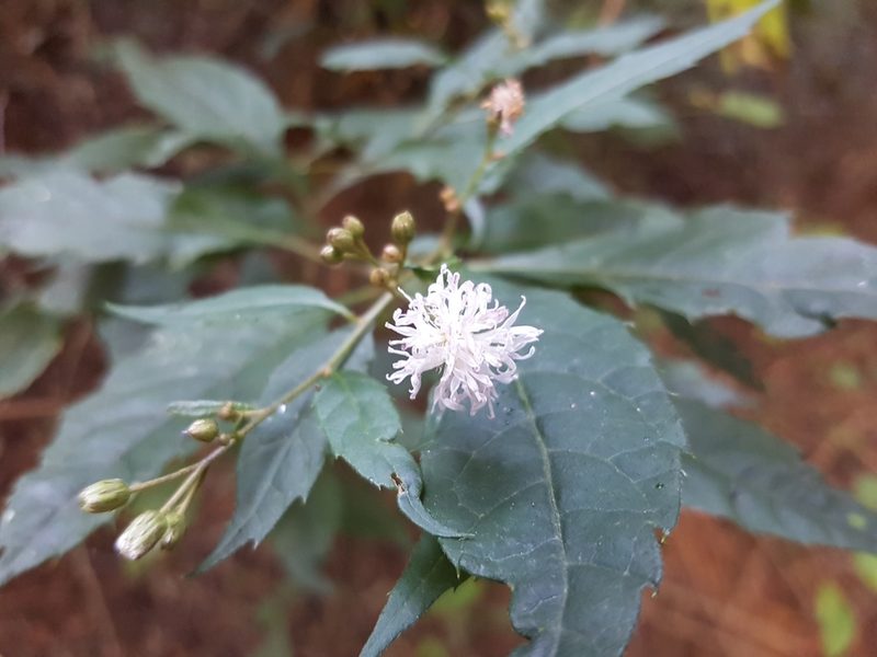 Cyanthillium wollastonii, photographed by Stefan Wolmarans