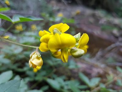 Argyrolobium tomentosum, photographed by Stefan Wolmarans
