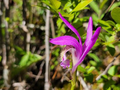 Arethusa bulbosa, photographed by Elias