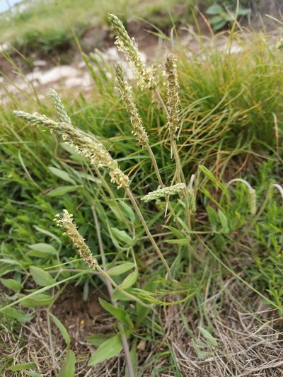 Plantago subulata, photographed by Ljaž