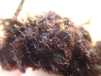 Cephaloziella divaricata, photographed by Randal