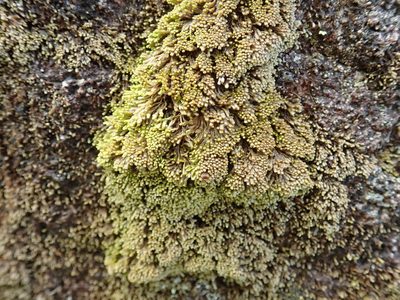 Gymnomitrion obtusum, photographed by Randal