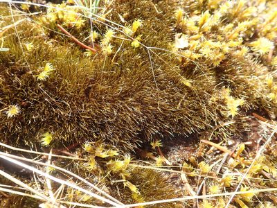 Campylopus atrovirens, photographed by Randal