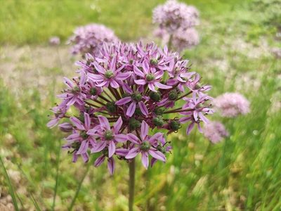 Allium nigrum, photographed by Irene Saltini