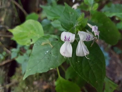 Hypoestes triflora, photographed by Stefan Wolmarans