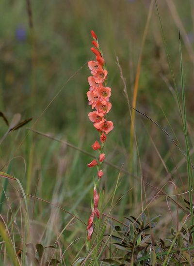 Gladiolus densiflorus, photographed by Wynand Uys