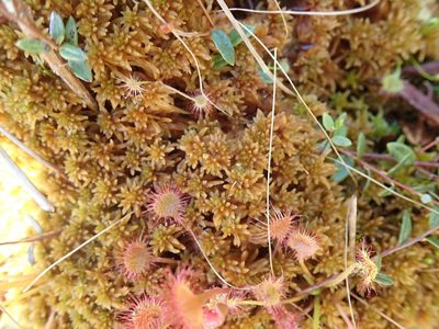 Sphagnum fuscum, photographed by Randal