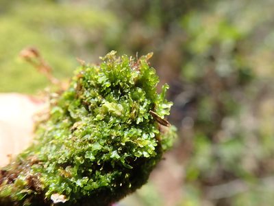 Riccardia chamedryfolia, photographed by Randal