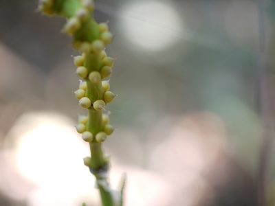 Gnetum edule, photographed by Dinesh Valke
