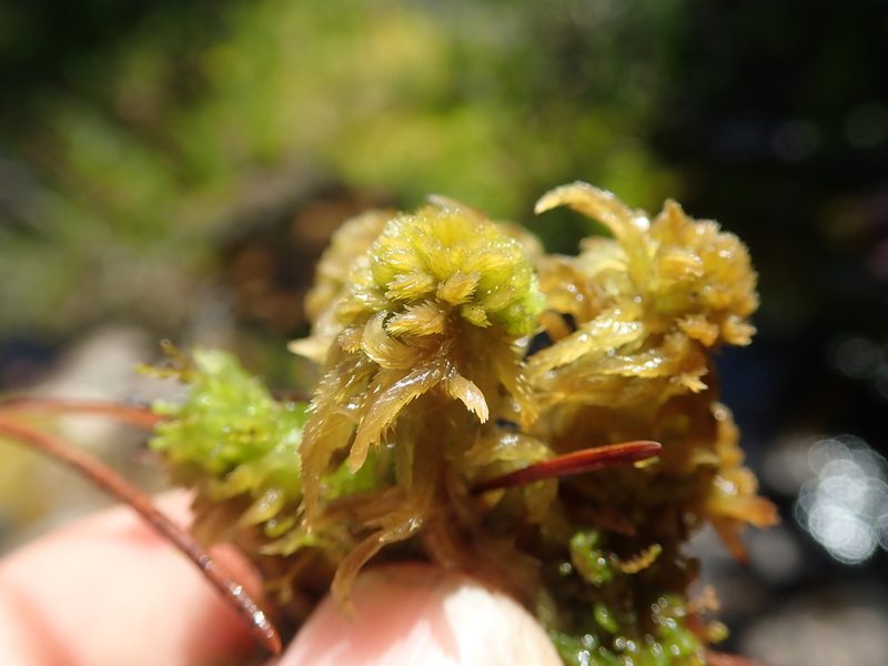 Sphagnum mendocinum, photographed by Randal
